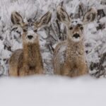 5 conseils pour ne pas déranger les animaux sauvages en hiver
