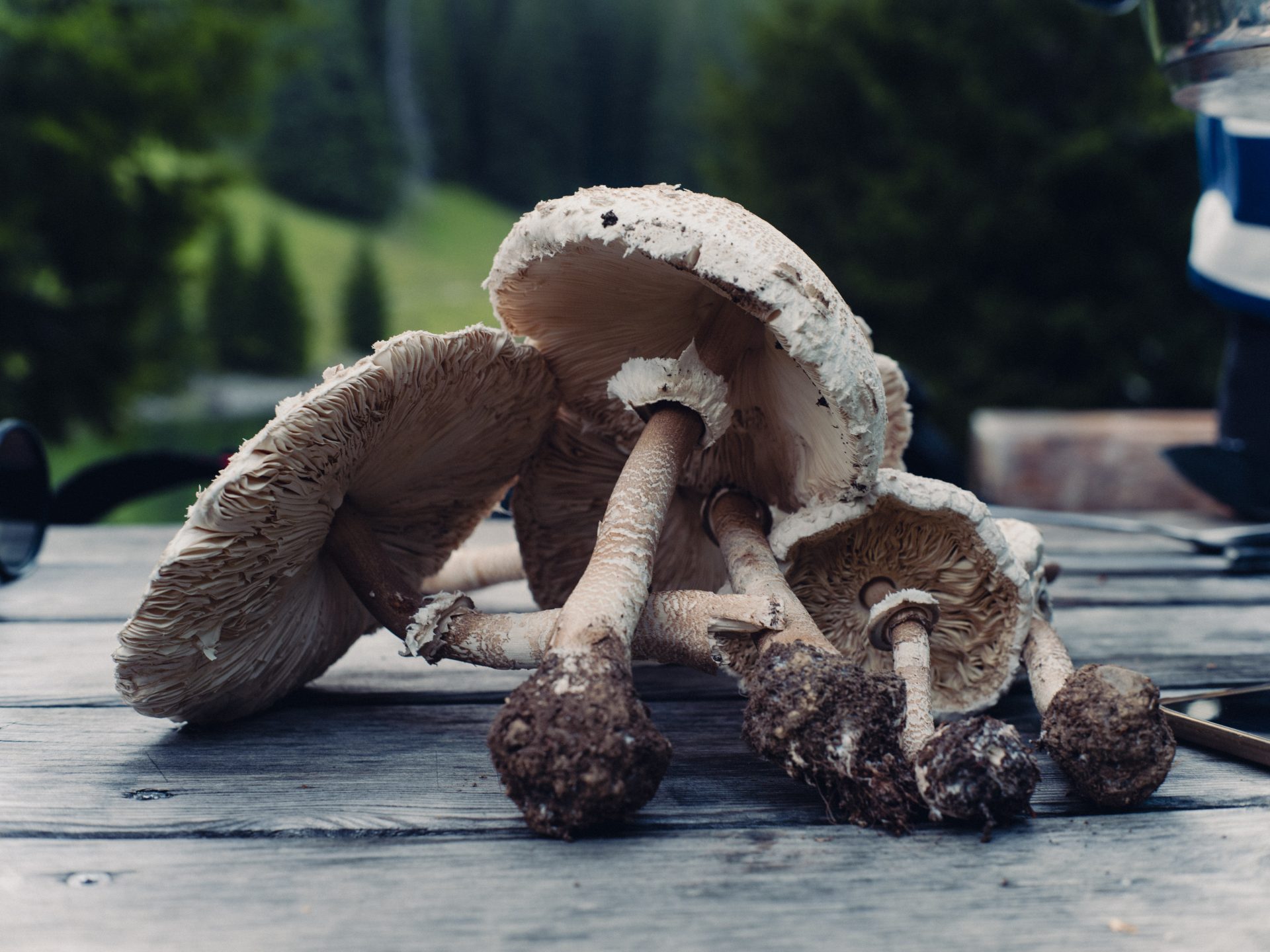 Apprendre Autrement Grâce Aux Camps En Plein Air 12 Summer camp Switzerland, International summer camp 11