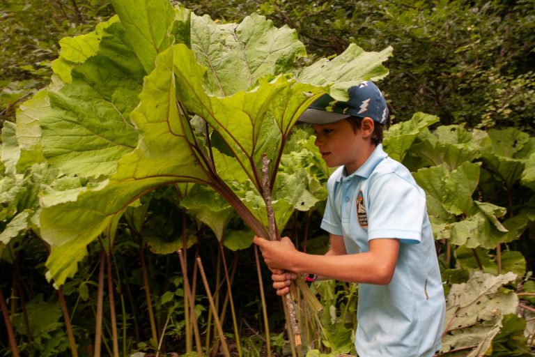 Understanding Swiss Electricity Adapters For Device Charging