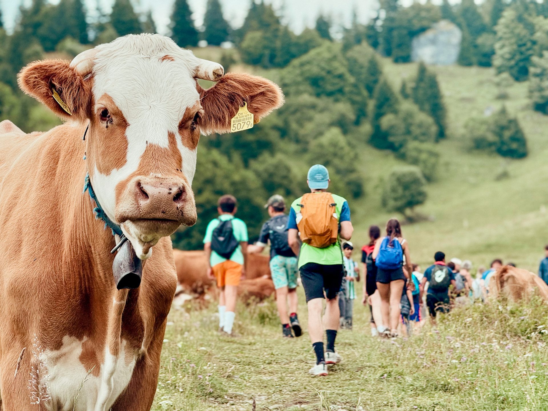 How Swiss Camps Teach Environmental Stewardship 6 Summer camp Switzerland, International summer camp 5